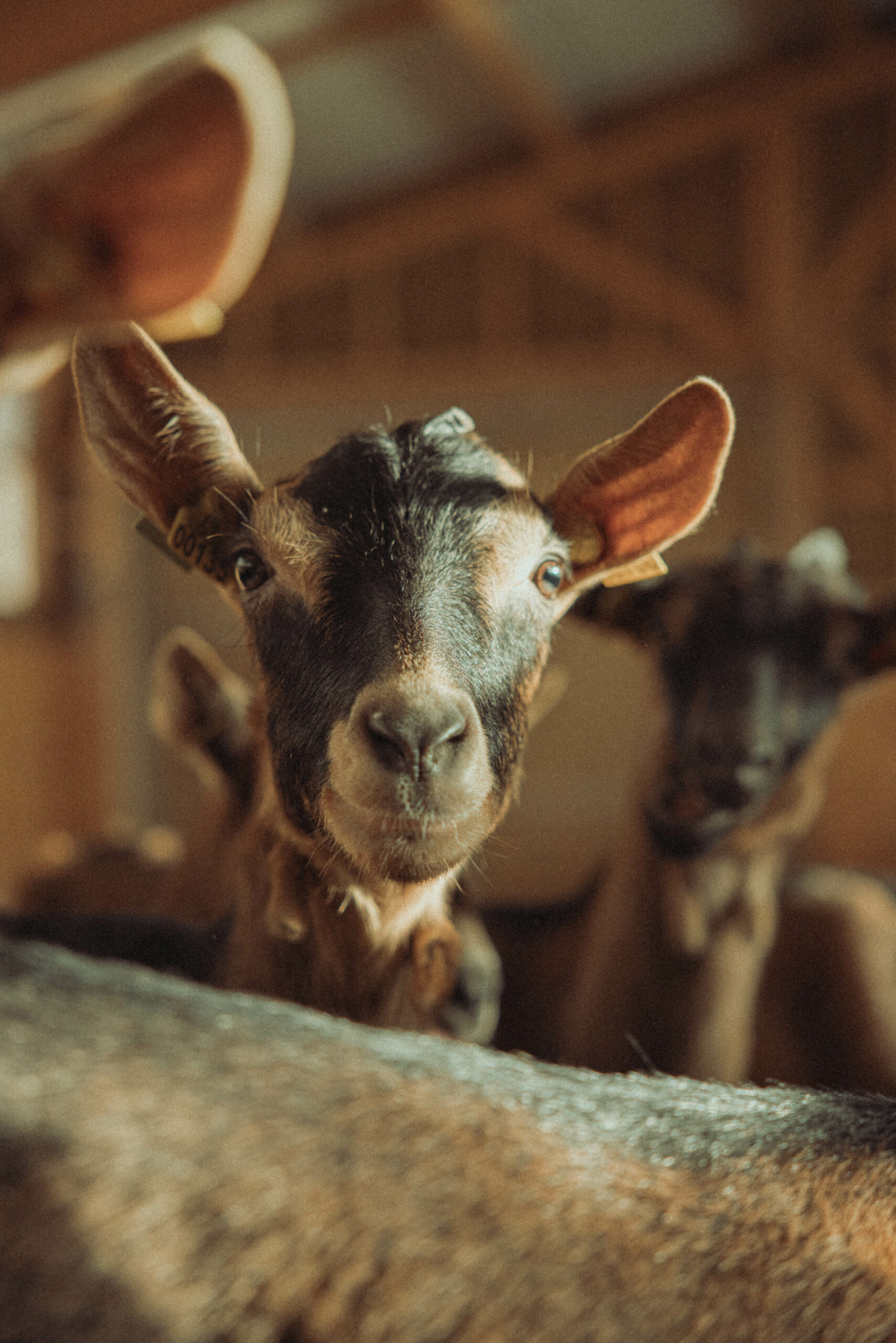 Chevreau, viande, éleveur