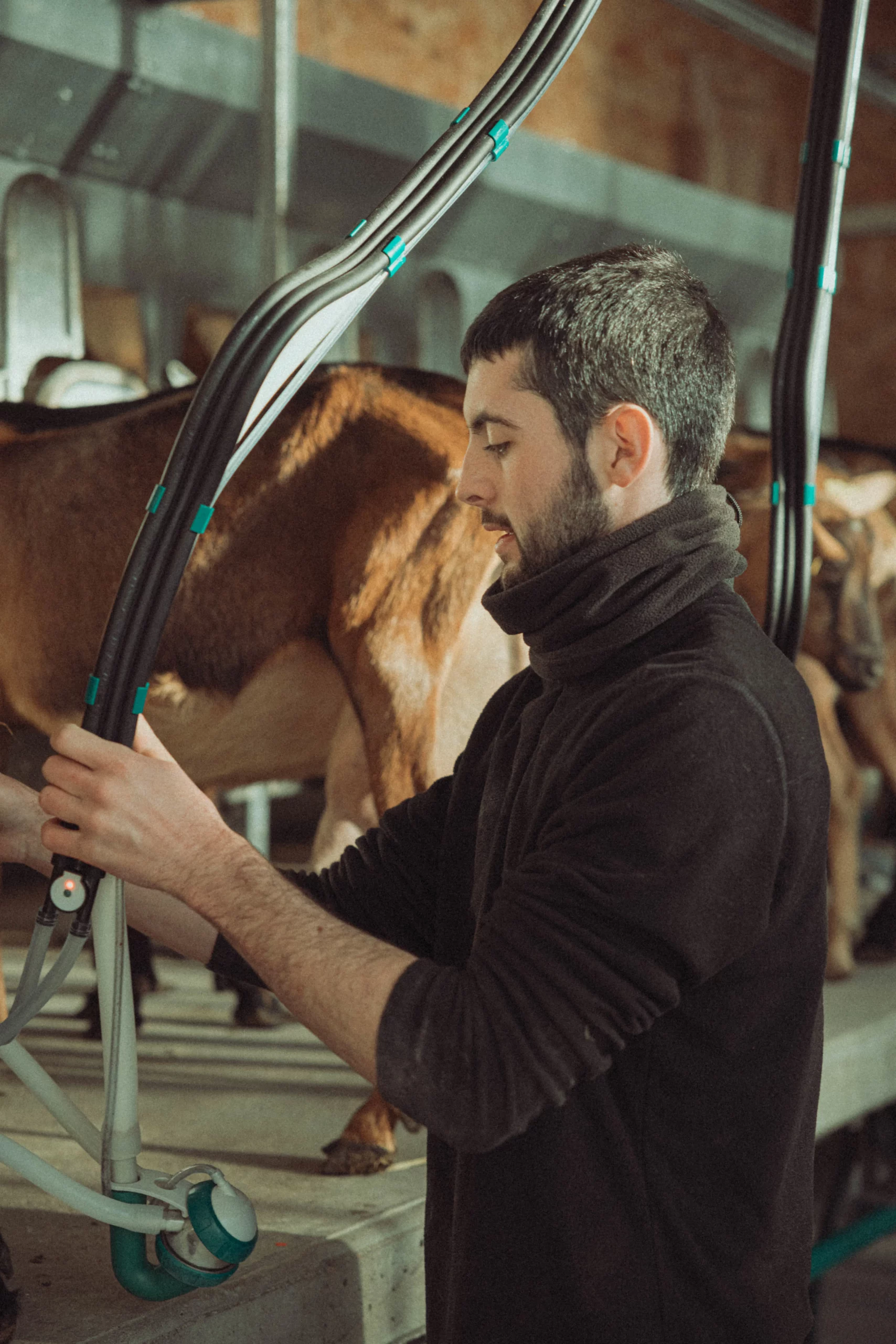 Chevreau, éleveur, auvergne-rhône-alpes, viande de chevreau