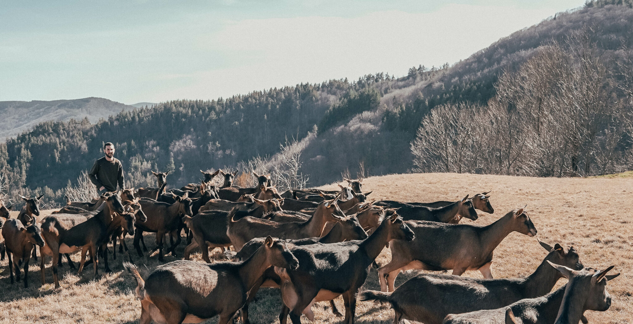 éleveur, auvergne-rhône-alpes, fournisseur, viande de chevreau